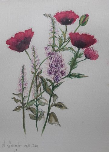 Sheila H, Foxglove & Poppies, watercolour.